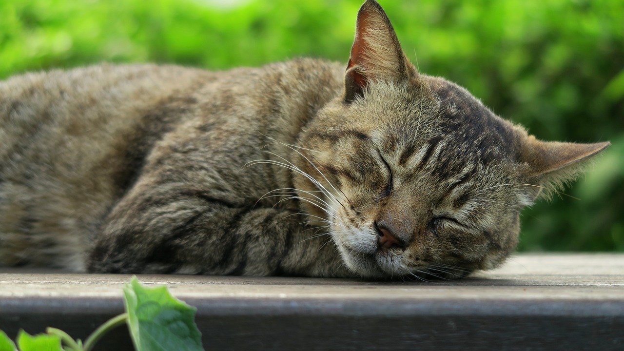 萌猫乐园抖音小程序，让猫咪成为你的快乐源泉！